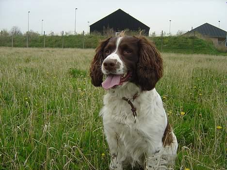 Engelsk springer spaniel hansi ( rico ) billede 17