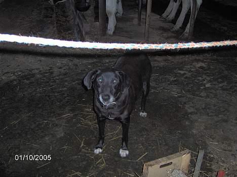 Blanding af racer Bølle - Min Bølle... billede 6
