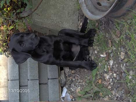 Blanding af racer Bølle - Det er Blackie Bølles hvalp... billede 7