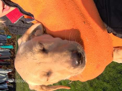 Blanding af racer Bølle - Nelly også en af Bølles 7 Hvlape.. billede 8