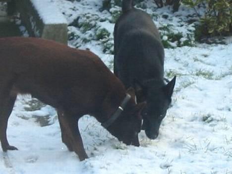 Australsk kelpie Ginny - Hvad er det for noget hvidt noget, Clara? billede 15