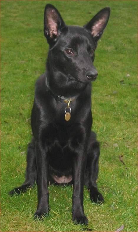 Australsk kelpie Ginny - Ginny 8 mdr - 16/12/05 billede 16