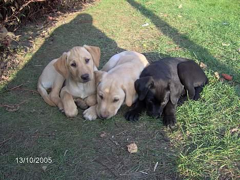 Blanding af racer Bølle - Er de ikke søde..? billede 9