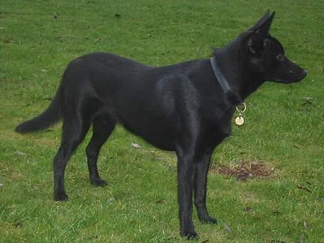 Australsk kelpie Ginny - Ginny 8 mdr den 16/12/05 billede 17
