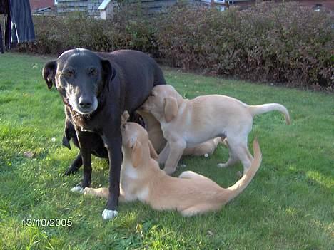 Blanding af racer Bølle - Mad, Mad og Mad billede 10