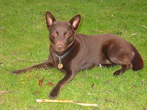 Australsk kelpie Clara - NYT - 16/12-05 billede 13