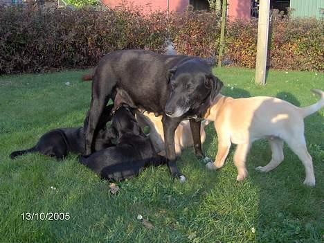 Blanding af racer Bølle - Og lidt til... billede 11