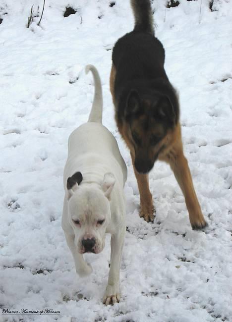 Amerikansk bulldog Thiti (R.I.P.) billede 15