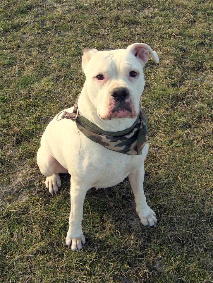 Amerikansk bulldog Thiti (R.I.P.) billede 16