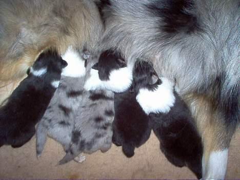 Collie langhåret Dandy - Dandy´s 5 små hvalpe 14 dage gamle billede 11