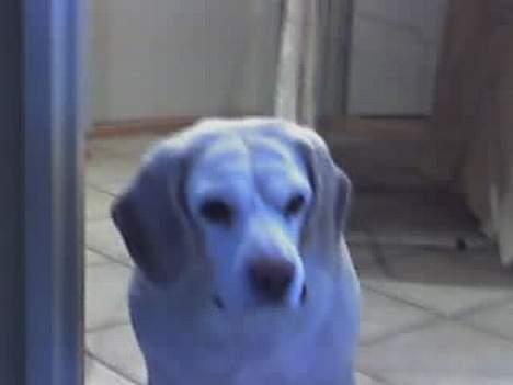 Beagle plet - hva er det der er der billede 5