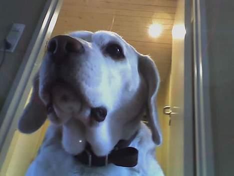 Beagle plet - det bedste billede nu til dags billede 6