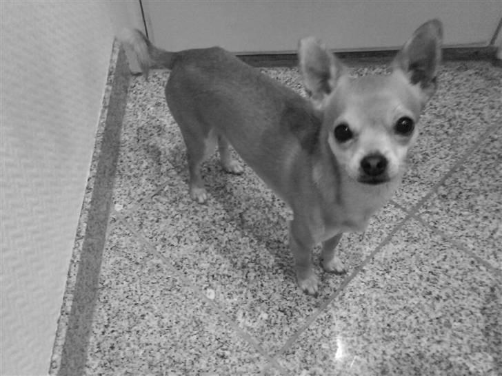 Chihuahua Samson billede 1