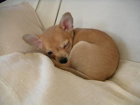 Chihuahua Samson - ;-) billede 2