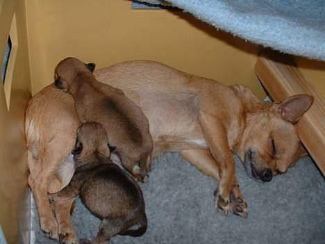 Chihuahua Samson billede 3