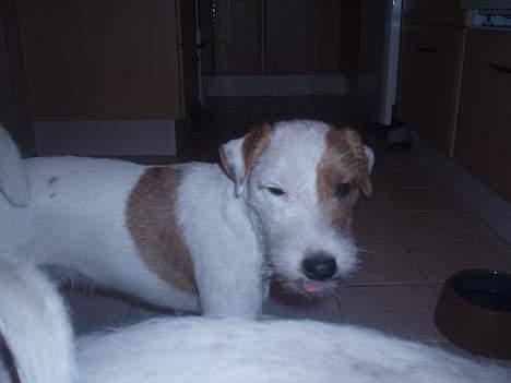 Parson russell terrier Anton billede 3