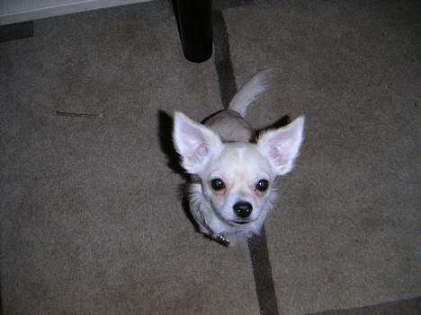 Chihuahua Chico billede 14