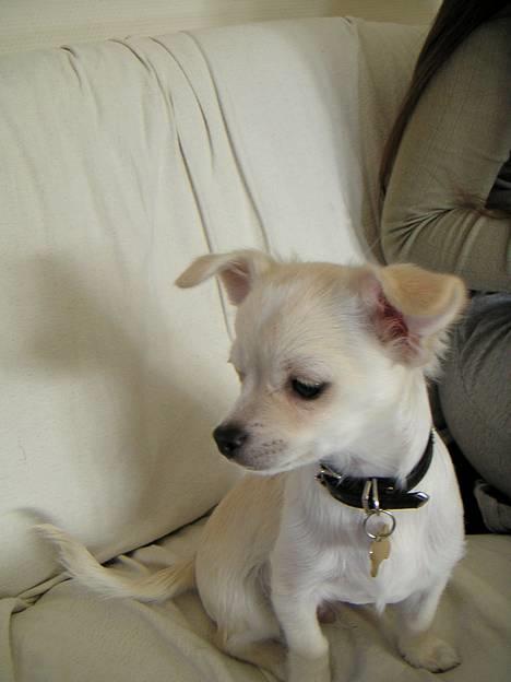 Chihuahua Chico billede 15