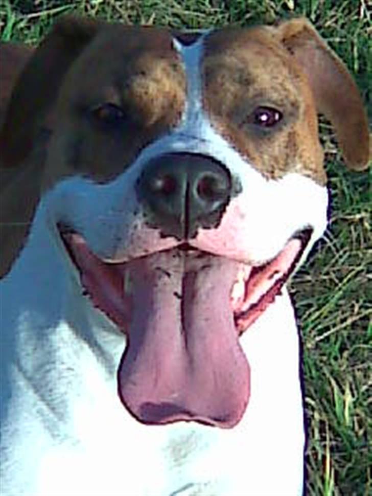 Blanding af racer Freja billede 1