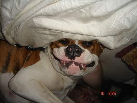 Blanding af racer Freja - tjaa, fangede hende lige mens hun fjollede rundt. billede 2