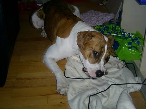 Blanding af racer Freja billede 3