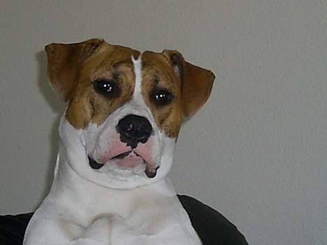 Blanding af racer Freja billede 4