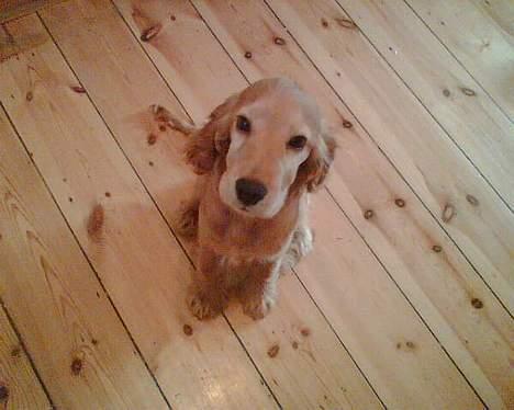 Cocker spaniel *William* Er aflivet !:( - Nyt billede, taget den 16/12-05 billede 6