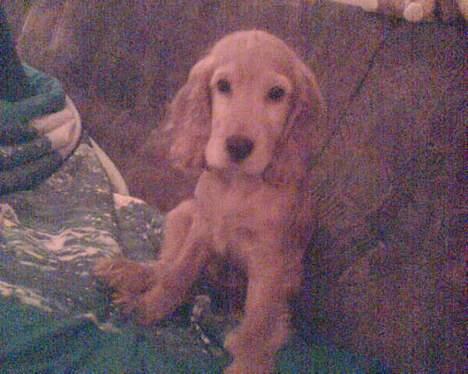 Cocker spaniel *William* Er aflivet !:( - Og det sidste fra den 16/12-05 billede 7