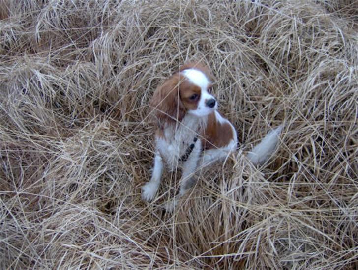 Cavalier king charles spaniel Lucky (i hundehimlen) billede 17