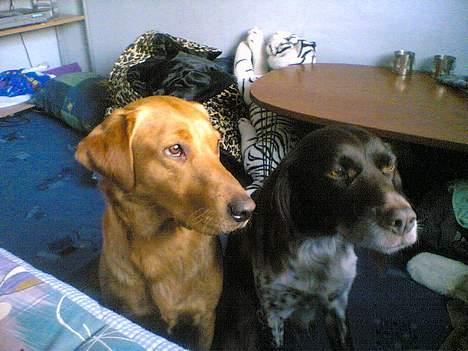 Labrador retriever Mika - mika og min anden hund ronja som der også er en side med! billede 2