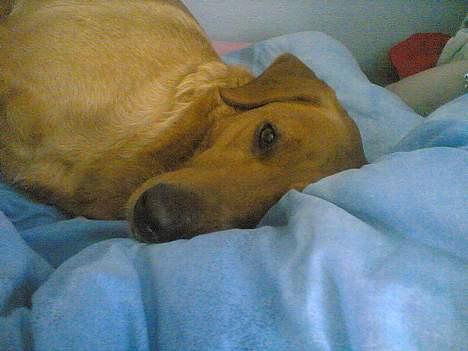 Labrador retriever Mika - Mika ligger lige og slapper lidt af efter en hård slåskamp, hehe! billede 3