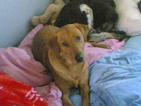 Labrador retriever Mika - Mika undre sig over hvad jeg laver med det kamera! billede 4