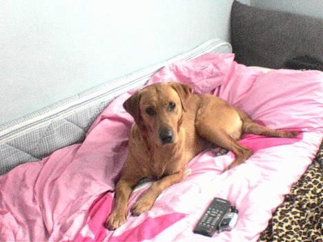 Labrador retriever Mika - mig og min hund mika<3 billede 5