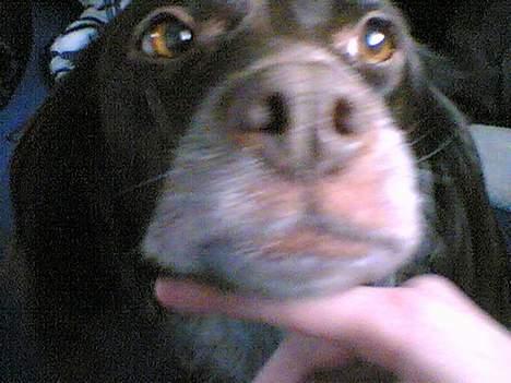 Kleiner münsterländer Ronja - min meget finde ronja.  billede 1