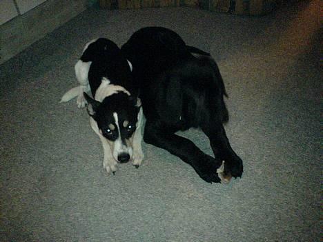 Dansk svensk gaardhund max - cazo min  nye ven billede 9