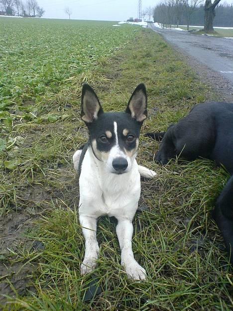 Dansk svensk gaardhund max - sne det koldt men ok lege i billede 10