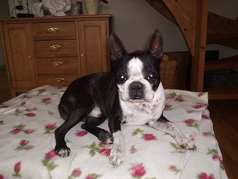 Boston terrier Tex billede 8