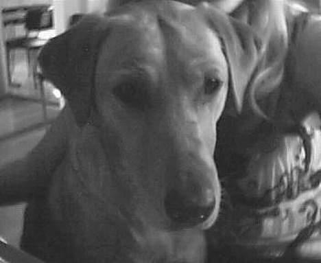 Labrador retriever Mika - Meget spænde.. "et kamara"  billede 6