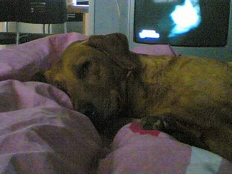 Labrador retriever Mika - det er bare dejligt og ligge ved min janne. :P billede 7