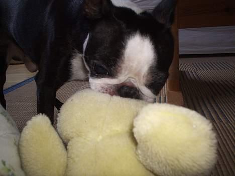 Boston terrier Tex billede 9