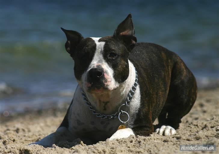 Amerikansk staffordshire terrier Northern Amstaffs Freya  - Et ynkeligt forsøg på at ligge pænt for fotografen... Umuligt når hun ved der er en pind bag min ryg.. billede 4