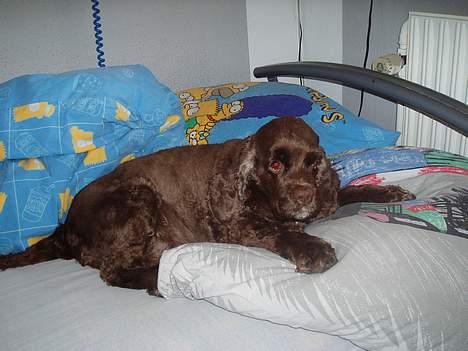 Amerikansk cocker spaniel PRINSESSE Tessa - HAPS!!!!!!!!!! billede 6