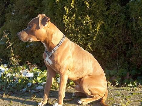Amerikansk staffordshire terrier anton billede 11