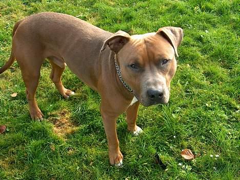 Amerikansk staffordshire terrier anton billede 12