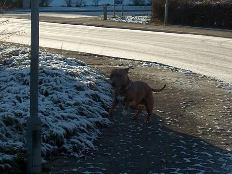 Amerikansk staffordshire terrier anton billede 13