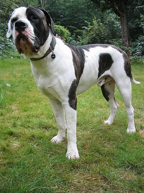 Blanding af racer Carlos *død* - What?!? billede 9