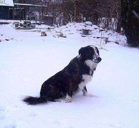 Border collie Fie (forældres) - Flyffen i sneen d. 31-12 2005 billede 1