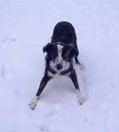 Border collie Fie (forældres) billede 2