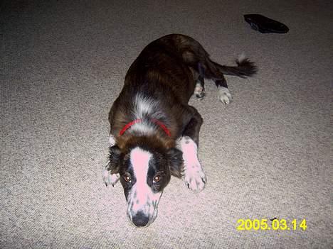 Border collie Fie (forældres) billede 4
