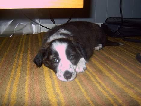Border collie Fie (forældres) billede 6